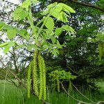 Juglans mandshurica Blüte