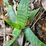 Aloe lateritia पत्ता