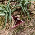 Helicodiceros muscivorus Virág