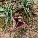 Helicodiceros muscivorus Flower