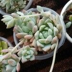 Echeveria prolificaبرگ