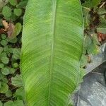 Heliconia stricta Leaf