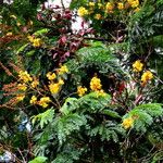 Caesalpinia sappan 整株植物