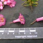 Rhododendron abietifolium Ďalší