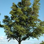 Tabebuia rosea Hábito