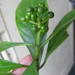 Psychotria racemosa Arall