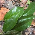 Leptaulus daphnoides Leaf