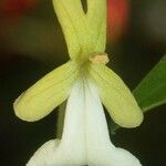 Oxera glandulosa Kukka