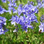 Veronica orsiniana Habitus