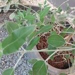 Salvia discolor Leaf