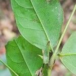 Julbernardia seretii Hoja