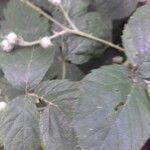 Rubus questieri 葉