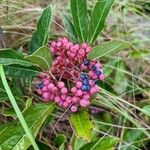 Viburnum nudum Owoc