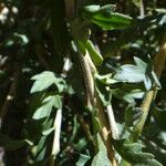 Cantua buxifolia Leaf