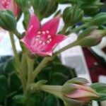 Graptopetalum bellumFlower