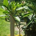 Plumeria alba Habit