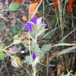 Campanula glomerataЛист