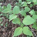 Cornus rugosa Blatt