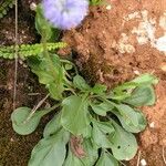 Globularia bisnagarica Habitus