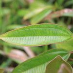 Miconia leamarginata Folha