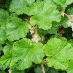 Rubus tricolor Leaf