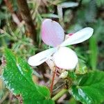 Begonia acutifolia 花