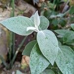 Barleria albostellata पत्ता