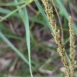 Sporobolus indicus Fula