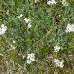 Achillea clavennae Frunză