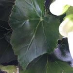 Begonia spp. Leaf