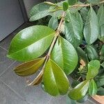 Syzygium paniculatum Φύλλο