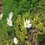Argyranthemum thalassophilum Flor