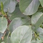 Alnus cordata পাতা