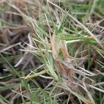 Brachypodium retusum Hostoa