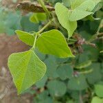 Pachyrhizus erosus Leaf