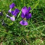 Viola luteaFlower