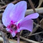 Cyclamen hederifoliumফুল