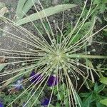 Allium schubertii Virág