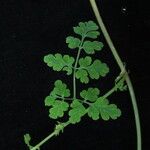 Corydalis cornuta Habitatea