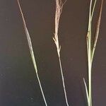 Heteropogon contortus 花