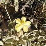 Verbascum sinaiticum Habitus