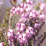 Erica australis फूल