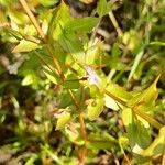 Lindernia dubia 葉