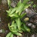 Habenaria tridactylites Otro