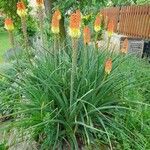 Kniphofia uvariaKvět