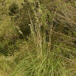 Ampelodesmos mauritanicus Hoja