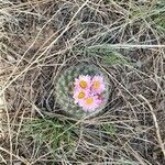 Pediocactus simpsonii Habitus