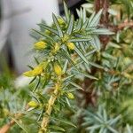 Juniperus drupacea Hostoa