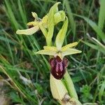 Ophrys sphegodes Flor