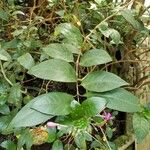 Barleria cristata Blad